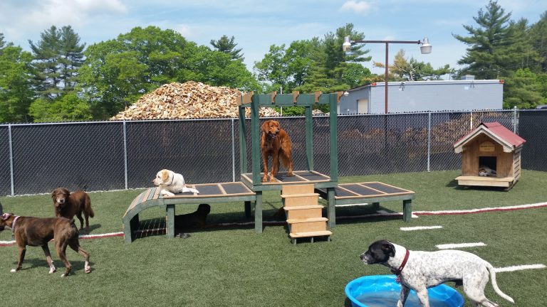 Several dogs playing together in a bright, indoor dog daycare facility.
