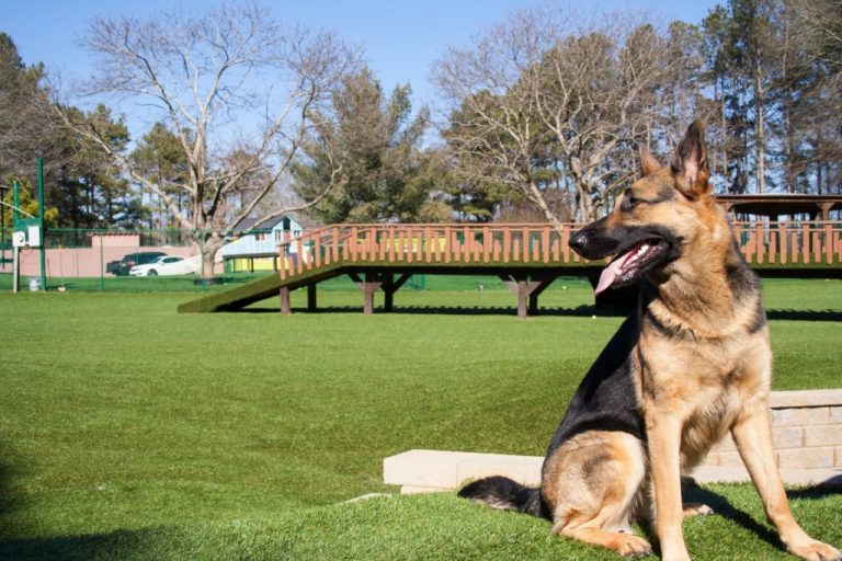 Indoor doggy daycare at Pet Lodge with dogs playing and resting in a safe environment