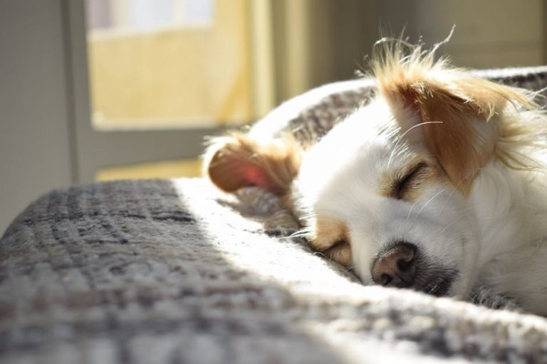 A happy dog playing in a spacious, clean dog boarding suite with plush bedding and toys.