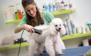 A dog being gently groomed by a professional, looking relaxed and content.