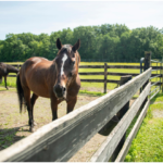 From Diagnosis to Recovery: EGGD Journey for Horses