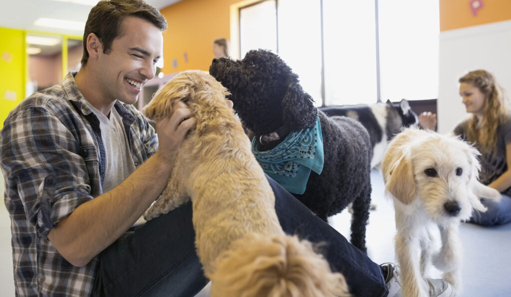 Man playing and engaging with several dogs inside a dog daycare center